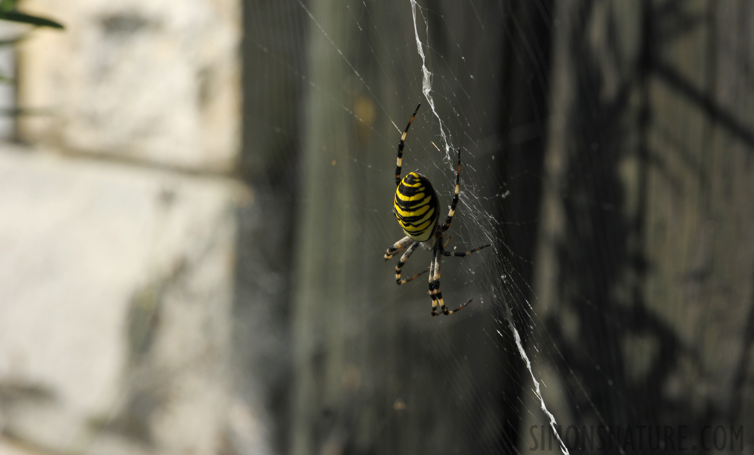 Argiope bruennichi [105 mm, 1/400 Sek. bei f / 14, ISO 400]